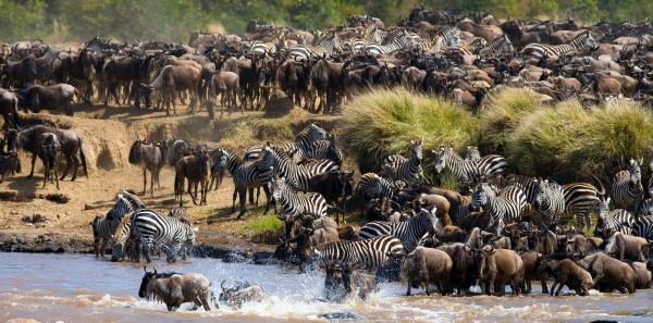 Witnessing the GreatMigration