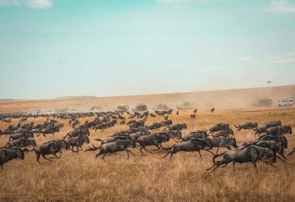 The Great Migration is one of Nature's Grand Spectacle