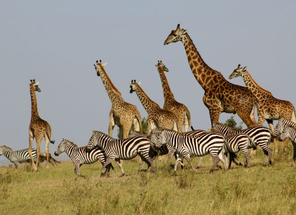 Witness the Great Migration in Masai Mara