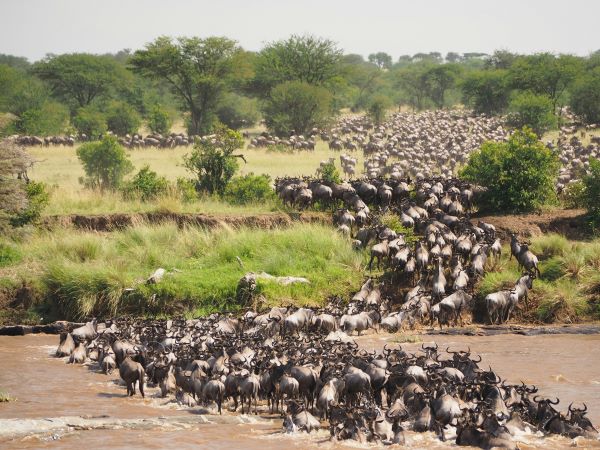 The Great Migration: Nature's Grand Spectacle