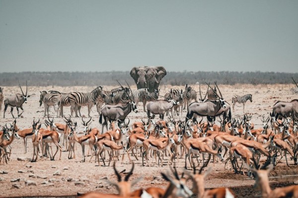The Great Migration: Nature's Grand Spectacle in Masai Mara