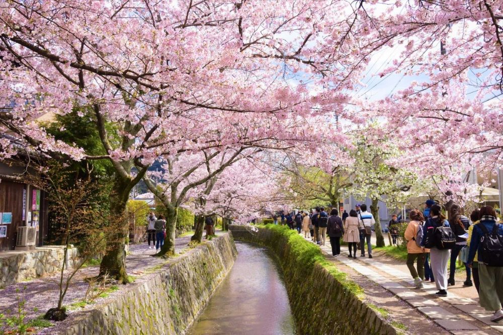 April Travel Guide: Kyoto